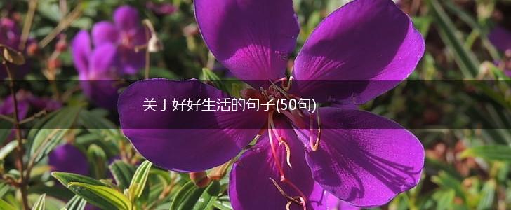 关于好好生活的句子(50句),第1张