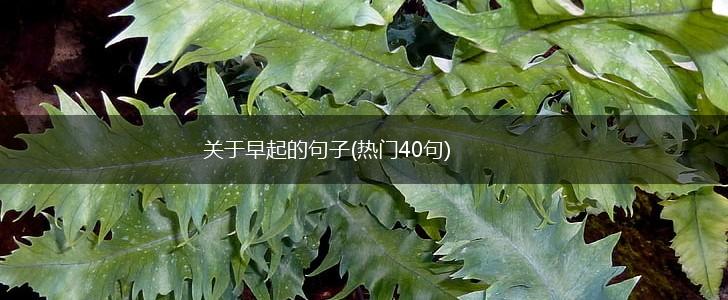 关于早起的句子(热门40句),第1张