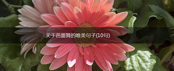 关于芭蕾舞的唯美句子(10句),第1张