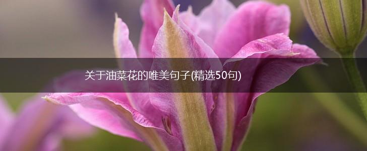 关于油菜花的唯美句子(精选50句),第1张