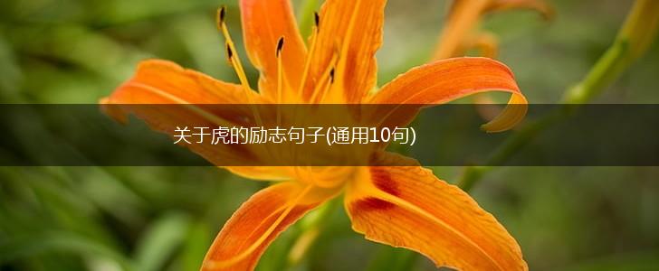 关于虎的励志句子(通用10句),第1张