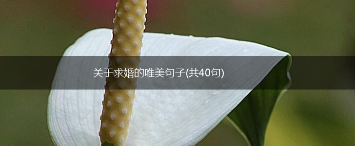 关于求婚的唯美句子(共40句),第1张