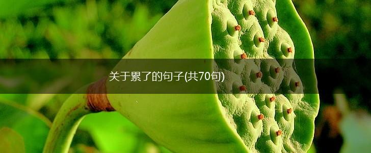 关于累了的句子(共70句),第1张