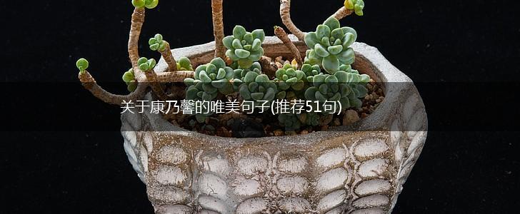 关于康乃馨的唯美句子(推荐51句),第1张