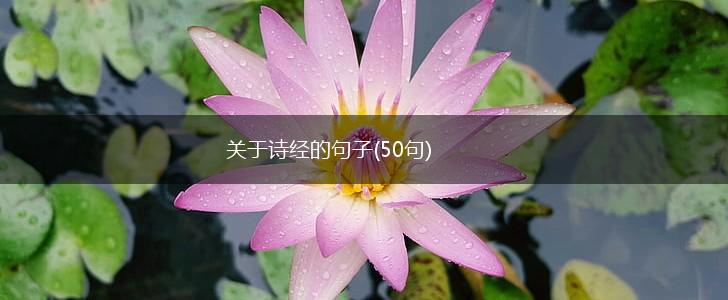 关于诗经的句子(50句),第1张