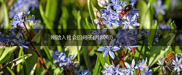 刚踏入社会的句子(共80句),第1张