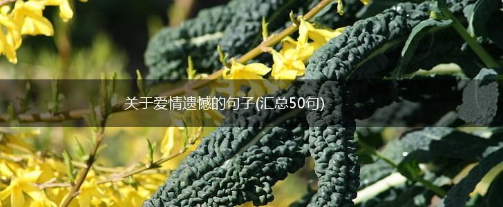关于爱情遗憾的句子(汇总50句),第1张