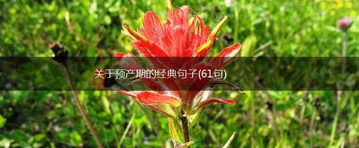 关于预产期的经典句子(61句),第1张
