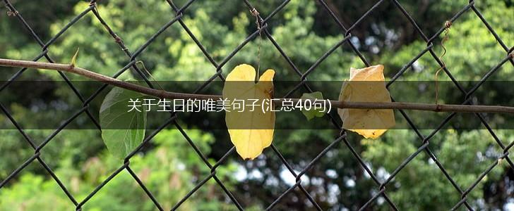 关于生日的唯美句子(汇总40句),第1张