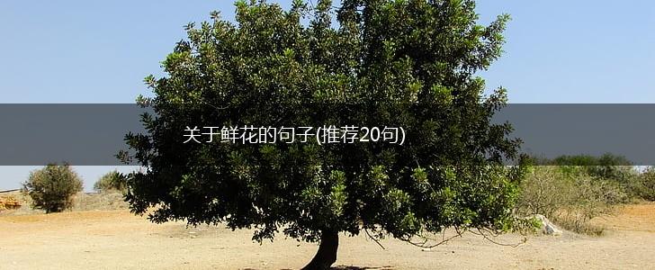 关于鲜花的句子(推荐20句),第1张