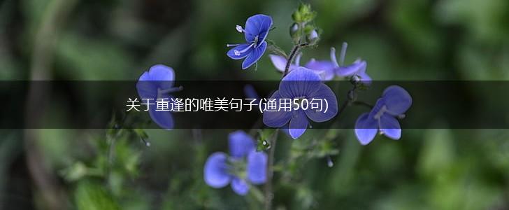 关于重逢的唯美句子(通用50句),第1张