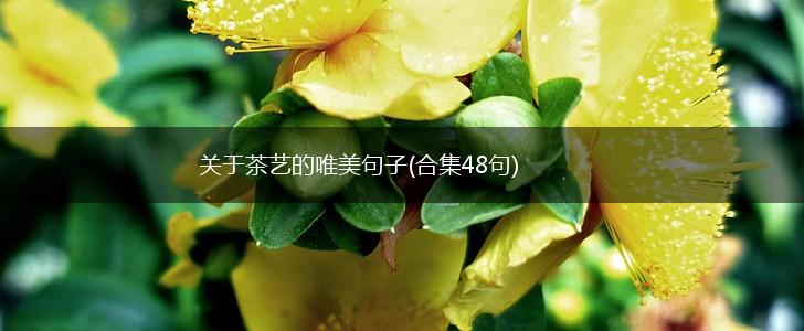 关于茶艺的唯美句子(合集48句),第1张