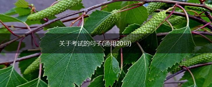关于考试的句子(通用20句),第1张