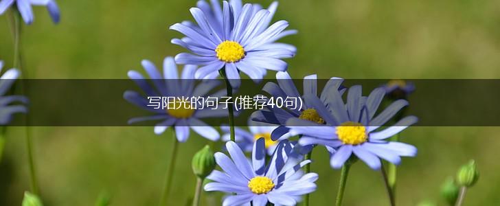 写阳光的句子(推荐40句),第1张