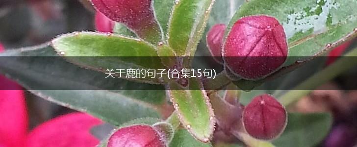 关于鹿的句子(合集15句),第1张