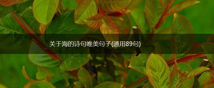 关于海的诗句唯美句子(通用89句),第1张