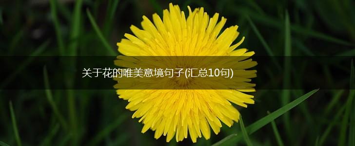 关于花的唯美意境句子(汇总10句),第1张