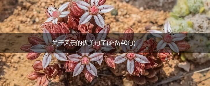 关于风景的优美句子(必备40句),第1张