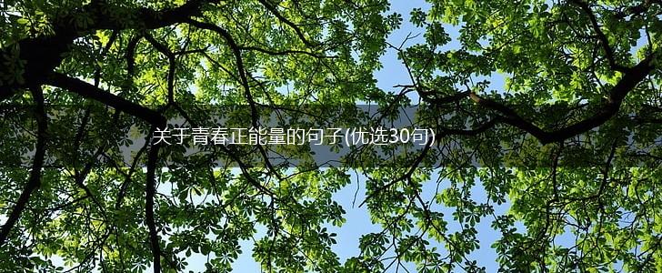 关于青春正能量的句子(优选30句),第1张