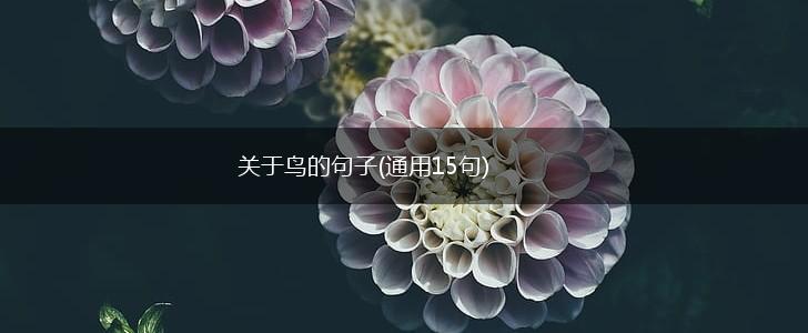 关于鸟的句子(通用15句),第1张