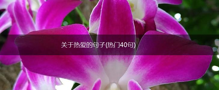 关于热爱的句子(热门40句),第1张