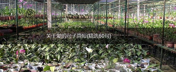 关于爱的句子简短(精选60句),第1张