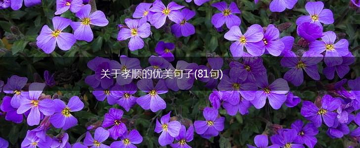 关于孝顺的优美句子(81句),第1张