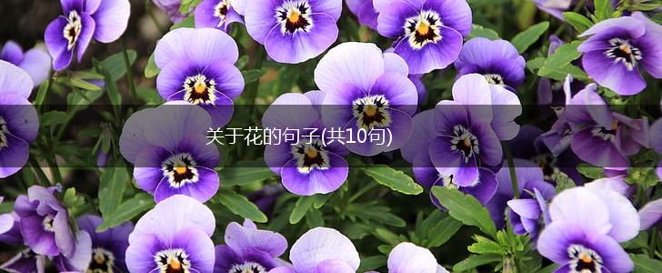 关于花的句子(共10句),第1张
