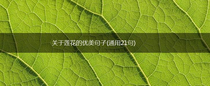 关于莲花的优美句子(通用21句),第1张