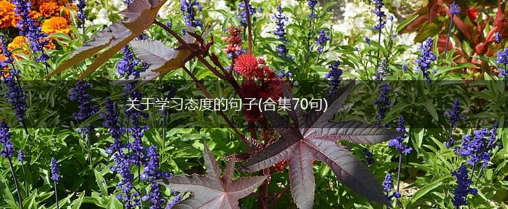 关于学习态度的句子(合集70句),第1张