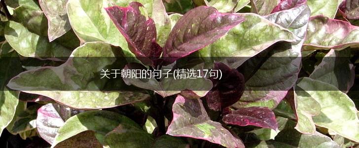 关于朝阳的句子(精选17句),第1张