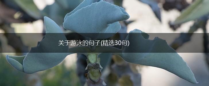 关于游泳的句子(精选30句),第1张