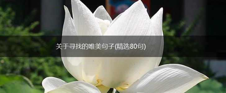 关于寻找的唯美句子(精选80句),第1张