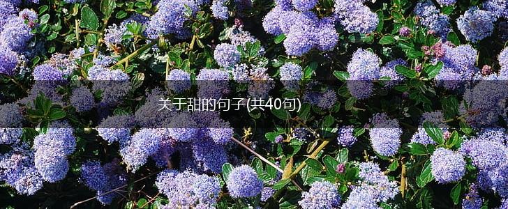 关于甜的句子(共40句),第1张