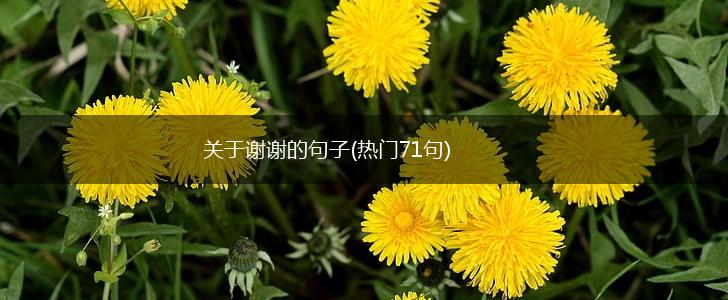 关于谢谢的句子(热门71句),第1张