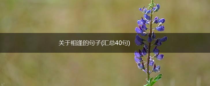 关于相逢的句子(汇总40句),第1张