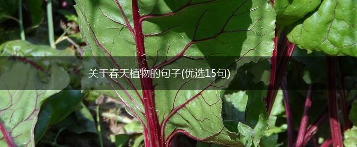 关于春天植物的句子(优选15句),第1张