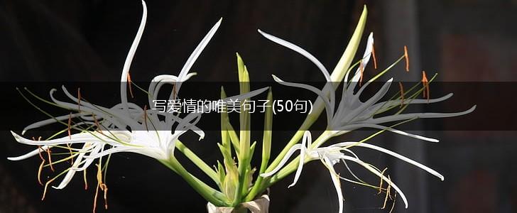 写爱情的唯美句子(50句),第1张