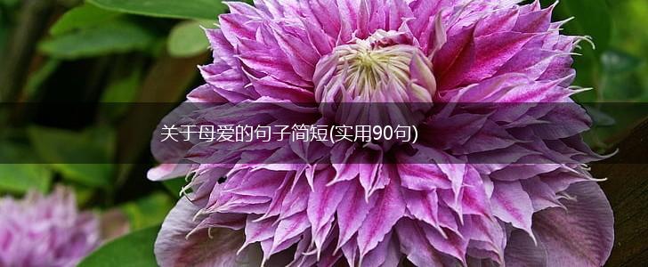 关于母爱的句子简短(实用90句),第1张
