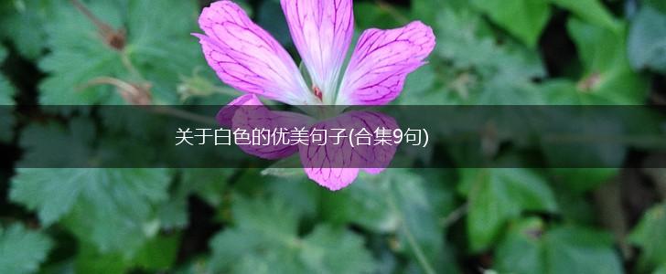 关于白色的优美句子(合集9句),第1张