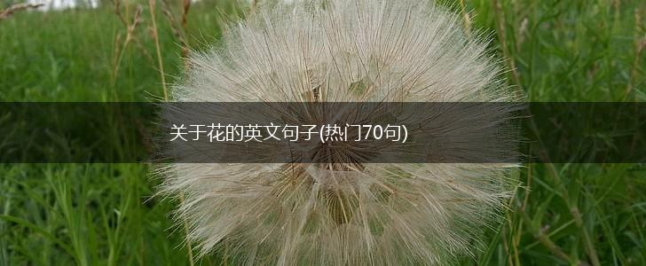 关于花的英文句子(热门70句),第1张
