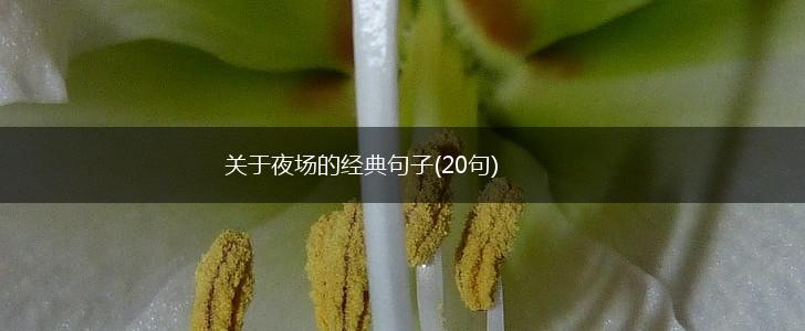 关于夜场的经典句子(20句),第1张