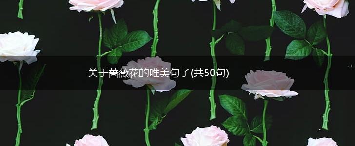 关于蔷薇花的唯美句子(共50句),第1张