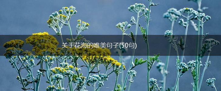 关于花海的唯美句子(50句),第1张