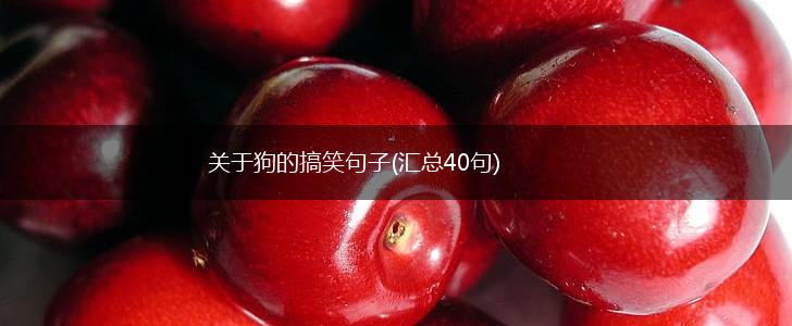关于狗的搞笑句子(汇总40句),第1张