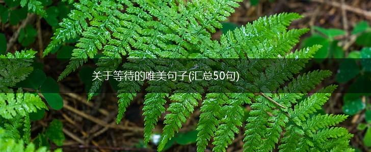 关于等待的唯美句子(汇总50句),第1张