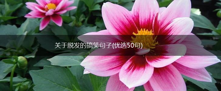 关于脱发的搞笑句子(优选50句),第1张