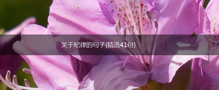关于纪律的句子(精选41句),第1张