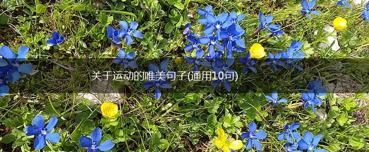 关于运动的唯美句子(通用10句),第1张