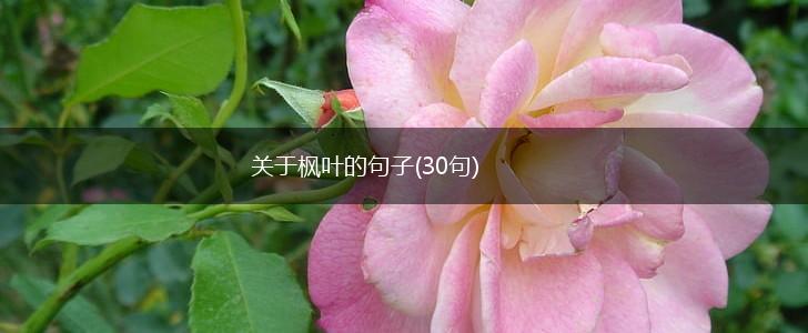 关于枫叶的句子(30句),第1张